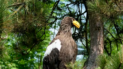 Eagle - animals videos 4K - animals