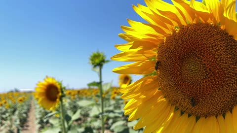 Where the Sunflowers Grow