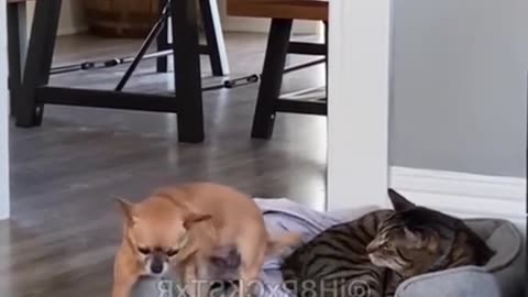 Funny pets talking video 😂