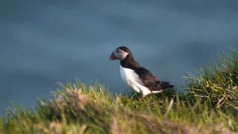 Puffins season is starting here in Iceland🐧