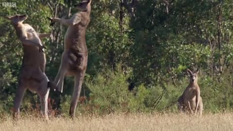 The Greatest Fights in the Animal Kingdom