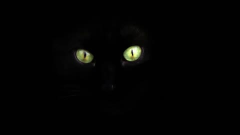 Black Cat in the Dark