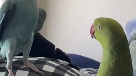 Parrots Give Each Other Kisses 💋 🐦- Cutest Parrots
