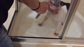 Funny time lapse... Pup HATES bath !!! Watch french bulldog puppy´s first time in shower booth.