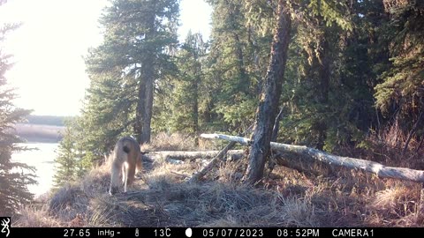 A Grizzly Bites My Camera