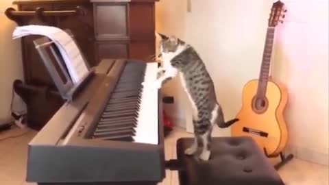 Funniest Cats 😹😂- Funny Cats Life