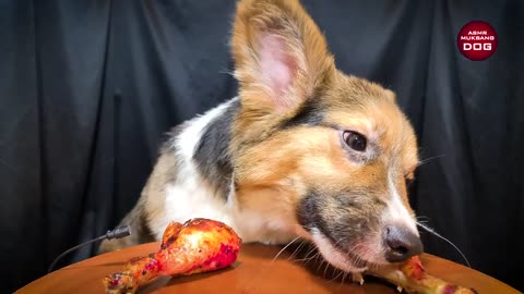 Corgi Puppy Dog Eating "Dragon Chicken" ASMR MUKBANG 🐕3