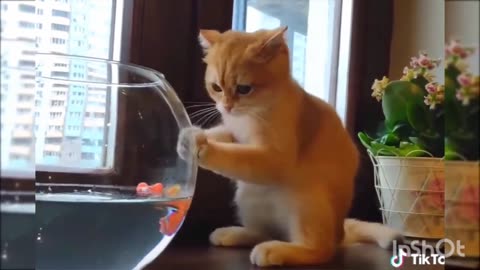 Cat playing with fish Dog reaction to nails, very funny