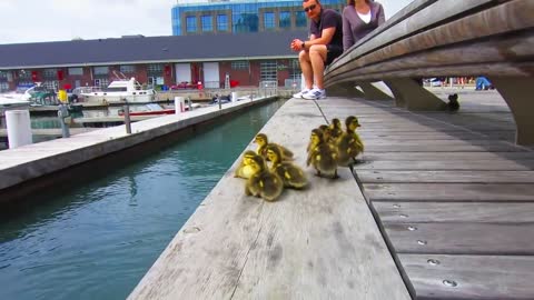 Duck Drop on Queens Quay Toronto lover