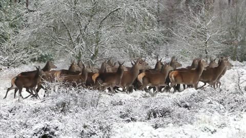 A Group Of Deer At Winter