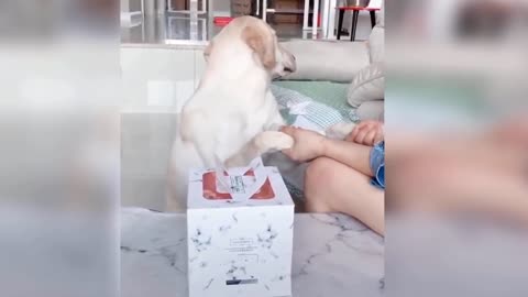 Funny Dog reaction while cutting cake 🐶🐕