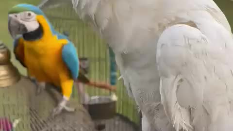 Cockatoo and macaw doing fun