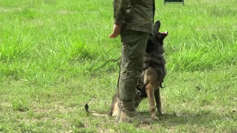 Watch U.S and philipines militry dogs take part of in epic training exercise