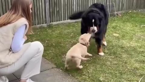 Golden Retriever Puppy Meets Big Dog