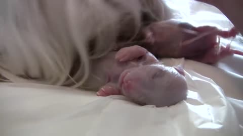 AMAZING Puppy Born Feet First! (Breech Birth) #Short