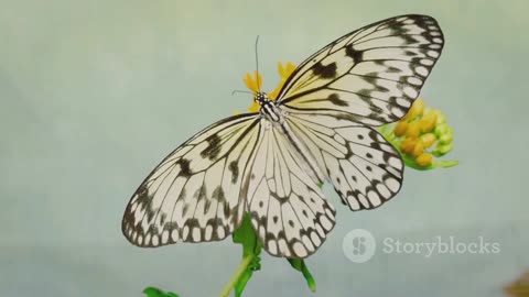 Butterfly or Moth Unveiling the Mystery #moth #butterfly