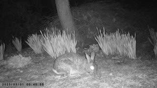 Nightvision Wildlife rabbit