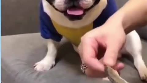 Funny Dog Reaction! _ Funny Animal Videos _ Funny Reaction Videos #shorts