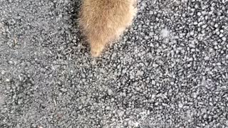 Baby Raccoons Chase Rehabber