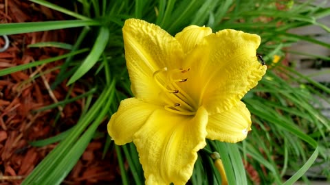 Daylily also known as Yellow Daylily flower