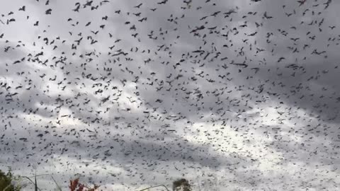 Wildlife Photographer Captures Incredible Bat Migration In The Sky