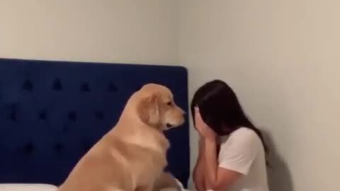 Golden Retriever consoles owner when she pretends to cry