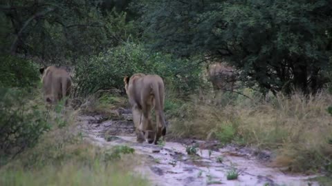 Lion Pride walking away