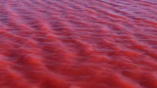 Revelation 16:3 The second poured out his bowl into the sea. And it became blood
