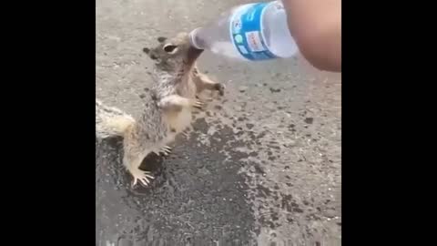 Thirsty squirrel