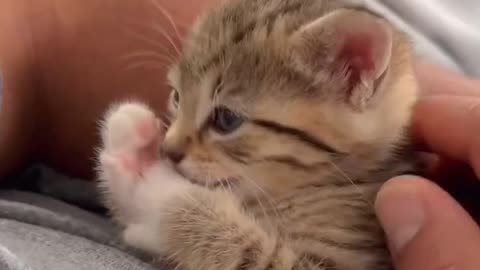 a little cutie kitten 🥹😻