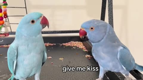 Talkative parrot on camera | Rio gets reunited with his bestfriend Zeus