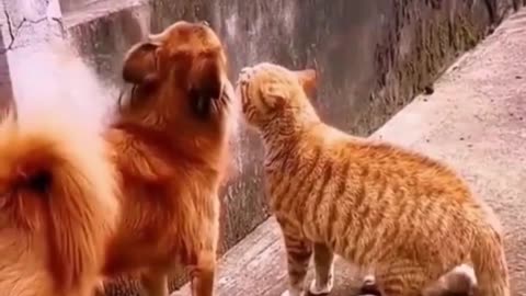 Funniest animals 2023 🐱In tiktok 😂 Funny and Fails Pets Video #11