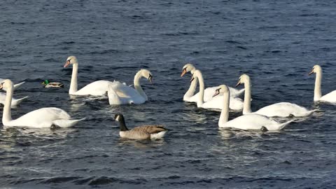 Diving swans :)