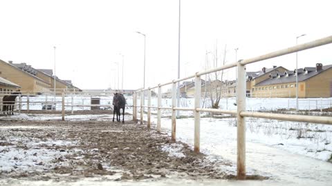 Black horse in the stable at winter day snorts steam from the nostrils