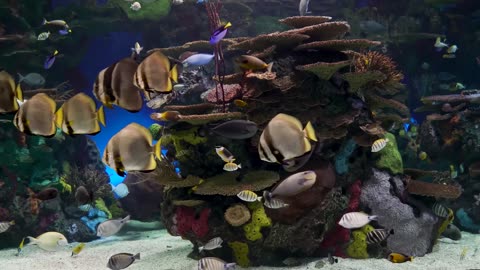 Aquarium 4K 🐠 Relaxing Underwater Soundscape Coral Reef & Fish Nature Sounds