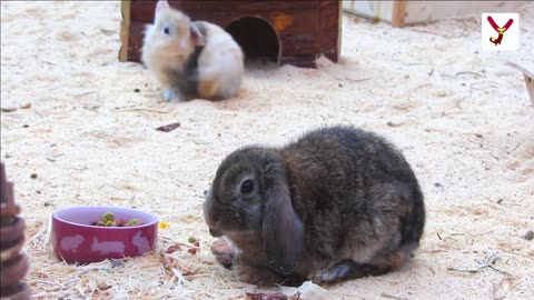 Did you know that Rabbit eat it's own poop.10 Facts about rabbit that you probably didn't know