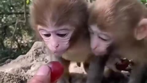 Cute Baby animals