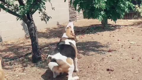 Bacon the beagle