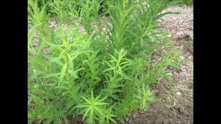 Joys Of Blooming Fireweed July 2022