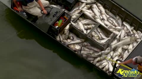 Electrofishing a Huge School of Asian Carp Below Barkley Dam