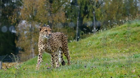 The Cheetah, the Fastest Animal!