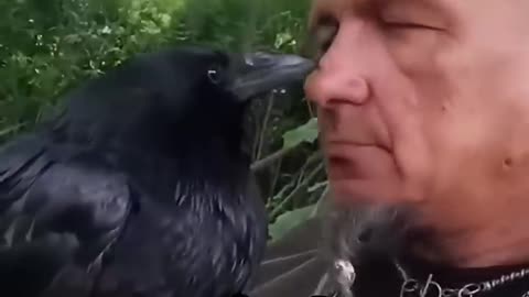 A CROW SOUGHT REFUGE ON A WINDOWSILL OF A MAN’S HOUSE