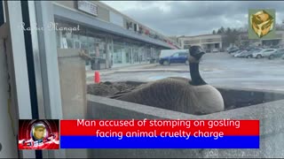 Man accused of stomping on gosling facing animal cruelty charge