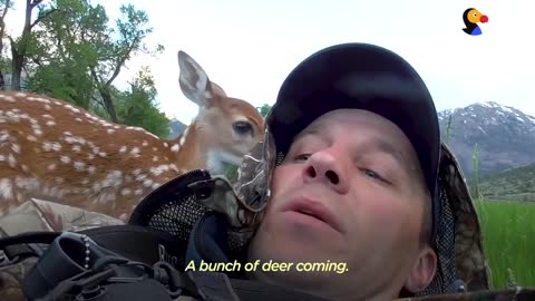 Injured Fawn Deer In Rocky Mountains Gets Adopted | The Dodo Faith = Restored