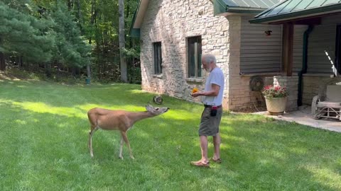 Corgi Plays Frisbee While Deer Gets a Snack