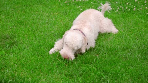 White poodle dog lying on green grass