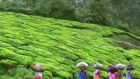 History of Tea in India ☕❤️| NFBD Group #happyinternationalteaday #tealovers