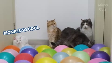 Cats vs Big Water Balloons | Test Cats IQ 😂