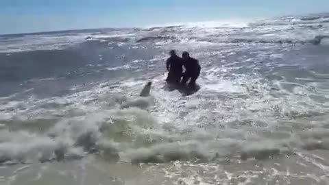 Two surf fishermen save MASSIVE dusky shark!!!