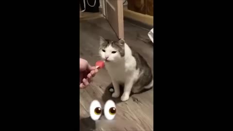 Funny Animal Videos | For Animal Lovers